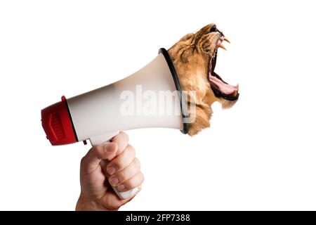 megaphone speaking announcing head of lioness roaring screaming against isolated white background. Conceptual concept image. Stock Photo