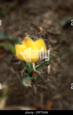 Tulipa linifolia (Batalinii Group) 'Bronze Charm' flowering Stock Photo