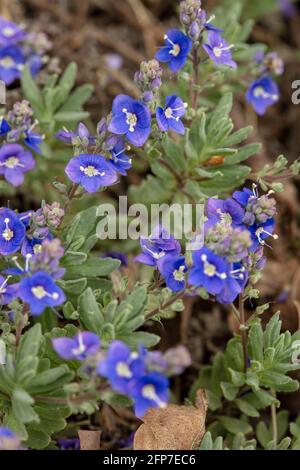 Veronica Orientalis flowering in spring Stock Photo