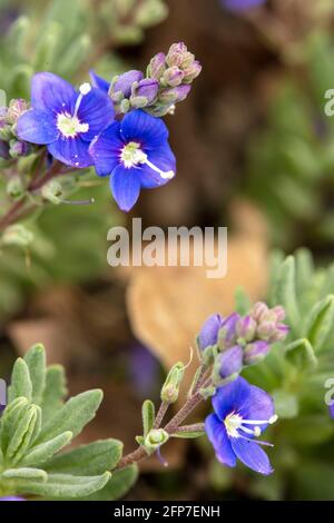 Veronica Orientalis flowering in spring Stock Photo