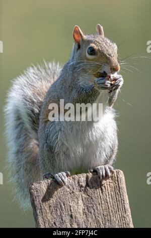 Vertical shot of a squirrel standing on a post eating a nut. Stock Photo