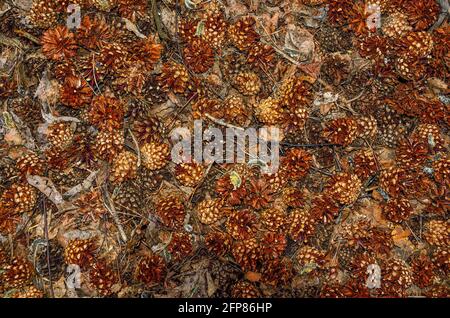 Dry cones, needles, leaves on the ground under pine tree in spring coniferous forest.  Organic mulch carpet from pinecones in evergreen coniferous woo Stock Photo