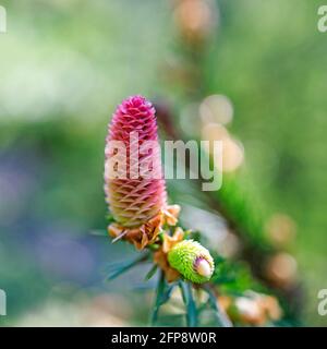 a young female cone of an ordinary spruce, it is pink and its scales invitingly open in anticipation of pollen. Scientifically, the cones of gymnosper Stock Photo
