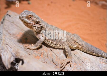 close up of a male bearded dragon, orange colored with copy space, focus on the eye Stock Photo
