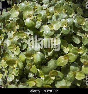 Callisia repens, also known as creeping inchplant, Bolivian Jew or turtle vine, is a succulent creeping plant from the family Commelinaceae. Plant in Stock Photo