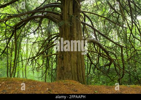 A Common Yew (Taxus baccata) in a woodland on the northern slope of the Mendip Hills, Somerset, England. Stock Photo