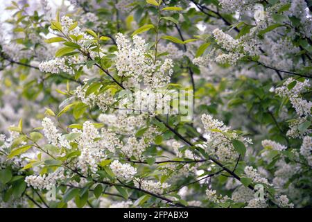 Lush clusters of white bird cherry blossoms in uniform lighting. Background. Stock Photo