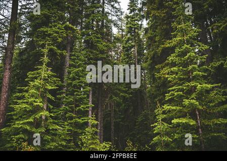 Mountain pine tree evergreen coniferous forest in the mountains of the Okanagan Valley Stock Photo