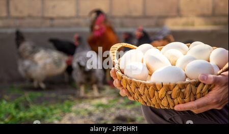 Chicken eggs in the hands of a man. Selective focus. Food. Stock Photo