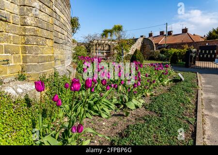 Pink and purple tulips planted in a public park's flower bed on a clear summers day Stock Photo