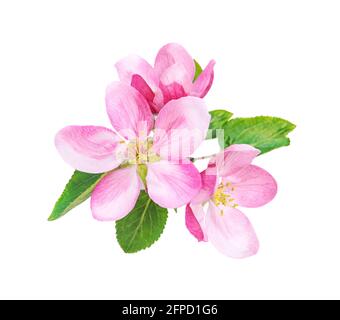 Apple tree blossom with green leaves isolated on white background Stock Photo
