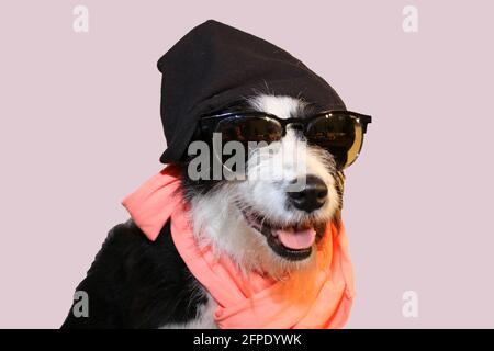 Funny dog / Lustiger Hund als Künstler Stock Photo