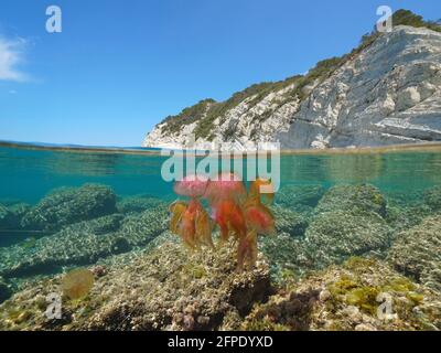 Colorful jellyfish in the sea and rocky coast, split view over and under water surface, Mediterranean, Costa Blanca, Javea, Alicante, Valencia