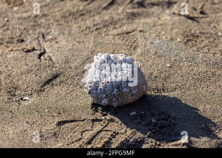 single rock covered in groups of barnacles on sand