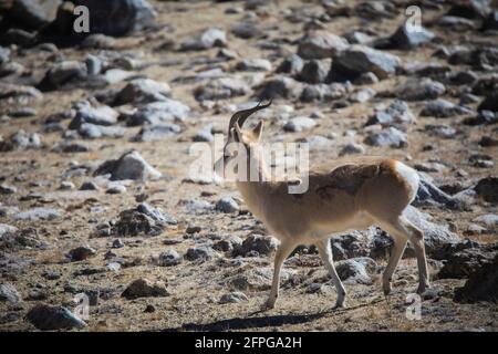 Tibetan Gazelle, Procapra picticaudata, Gurudonmar, Sikkim, India Stock Photo