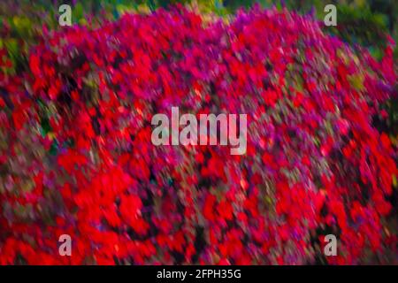 Blurred Vivid Red Shaken Leaves Background. Strong Conglomerate of Shinny Colors. Stock Photo