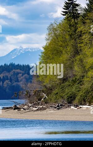 large pine trees covering the shoreline below a bright blue sky with white fluffy clouds Stock Photo