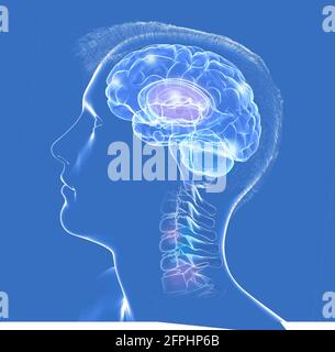 3D illustration of the interior of the human head, showing the brain and the first vertebrae. Transparent glass on a blue background. Stock Photo