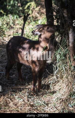 Red Goral, Naemorhedus baileyi, Sikkim, India Stock Photo