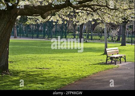 Beautiful view of single bench beside delicate white cherry (Prunus Shogetsu Oku Miyako) blossoms flowering tree in Herbert Park, Dublin, Ireland Stock Photo