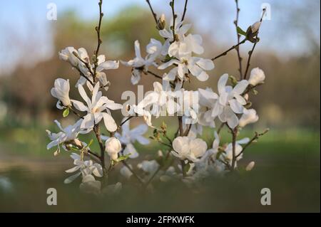 Beautiful closeup blurry view of white magnolia (Magnolia Soulangeana) tree blossoms blooming in Herbert Park, Dublin, Ireland. Soft focus Stock Photo