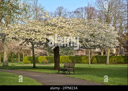 Beautiful view of single bench beside path and delicate white cherry (Prunus Shogetsu Oku Miyako) blossoms flowering tree in Herbert Park, Dublin Stock Photo