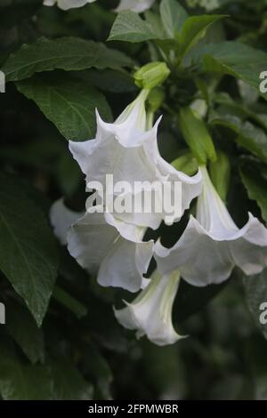 Kecubung, Brugmansia suaveolens, Brazil's white angel trumpet, also known as angel's tears and snowy angel’s trumpet. Stock Photo