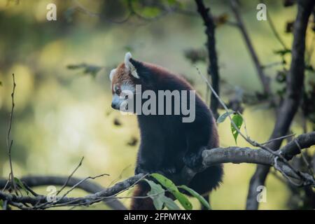 State animal of sikkim hi-res stock photography and images - Alamy