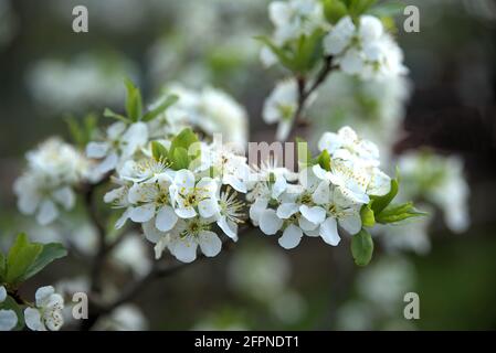 Plum blossoms in garden during spring Stock Photo