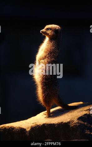 a meerkat at marwell zoological park, near winchester , hants under the sun lamp as snow arrives in the south. pic mike walker, 2005 Stock Photo