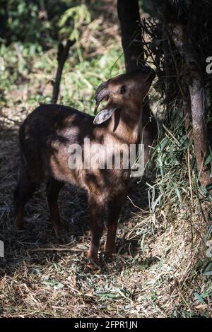 Red Goral, Naemorhedus baileyi, Sikkim, India Stock Photo