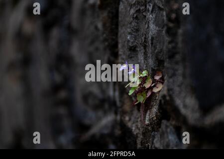 Little blue flowers growing on a blackened wall (shallow depth of field). Concepts of life force and resilience of nature Stock Photo