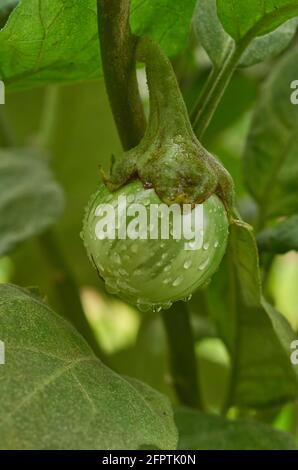 Close-up view of the green eggplant Stock Photo