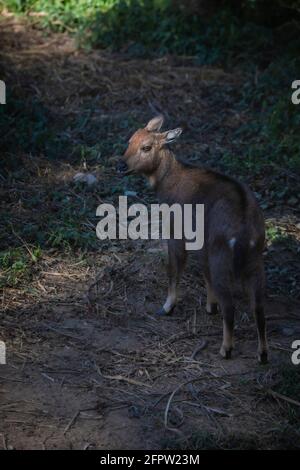 Red Goral, Naemorhedus baileyi, Sikkim, India Stock Photo