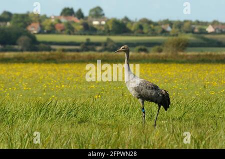 Juvenile Common / Eurasian crane (Grus grus) released by the Great Crane Project, standing in a meadow among Autumn hawkbit , Somerset Levels, UK. Stock Photo