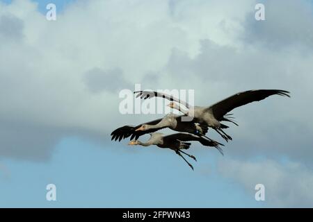 Three Juvenile Common / Eurasian cranes (Grus grus) released by the Great Crane Project, in flight over the Somerset Levels and Moors, Somerset, UK Stock Photo