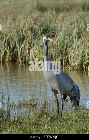 Common / Eurasian crane (Grus grus) released by the Great Crane Project standing by marshy pool fringed with sedges, Gloucestershire, UK. Stock Photo