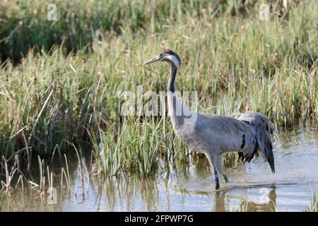 Common / Eurasian crane (Grus grus) released by the Great Crane Project wading among sedges and rushes in flooded marshland, Gloucestershire, UK April Stock Photo