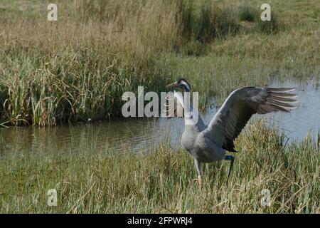 Common / Eurasian crane (Grus grus) released by the Great Crane Project, with wings raised among  marshland sedges, Gloucestershire, UK, April Stock Photo