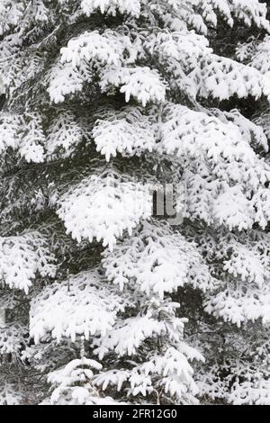 Fresh snow on evergreen trees, Minnesota, USA, by Dominique Braud/Dembinsky Photo Assoc Stock Photo