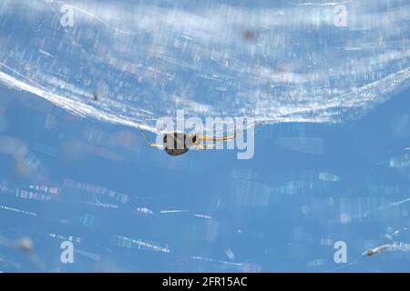 Spider insect macro view while hunting on his web in wild ecosystem,animal wildlife  Stock Photo