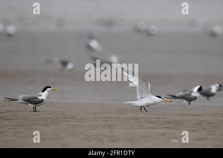 Chinese Crested Tern (Thalasseus bernsteini) with Greater Crested Terns (Thalasseus bergii), Min River Estuary, Fujian Province, China 4th July 2011 Stock Photo