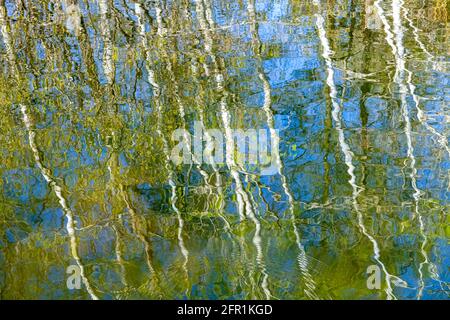 Tree reflections in Thomas Lake, Eagan, Minnesota. Mid-April. Stock Photo