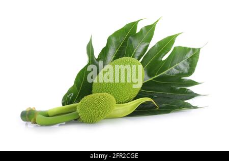 Artocarpus altilis isolated on white background Stock Photo