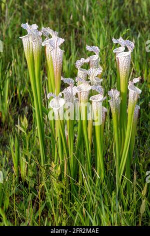 Crimson or White-topped Pitcher Plant (Sarracenia leucophylla), western panhandle, Florida, eastern Alabama, USA, by James D Coppinger/Dembinsky Photo Stock Photo