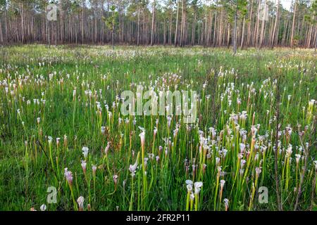 Crimson or White-topped Pitcher Plant (Sarracenia leucophylla), western panhandle, Florida, eastern Alabama, USA, by James D Coppinger/Dembinsky Photo Stock Photo