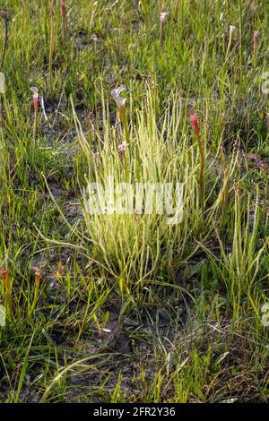 Thread-leaved Sundew (Drosera tracyi), hillside seepage bog, Gulf Coast, SE USA, by James D Coppinger/Dembinsky Photo Assoc