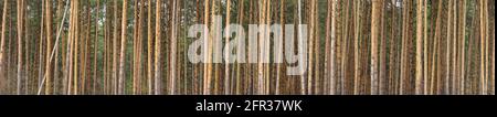 Panorama of pine trunks in the forest, background with tall trunks of pine trees Stock Photo