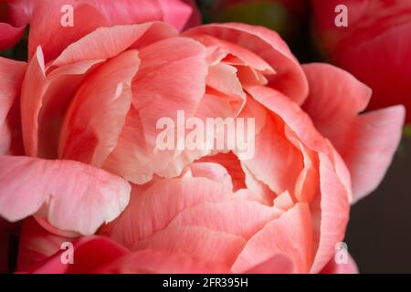 Close up of petals of a pink peony flower in bloom Stock Photo