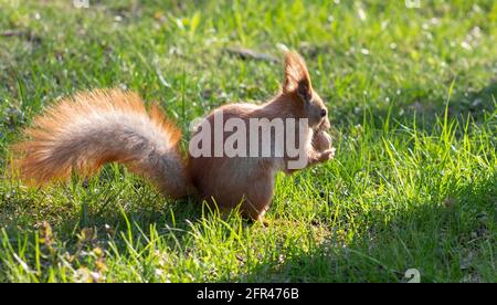 Squirrel with a nut in paws on the grass. Sunlight shines brightly and sparkles on the squirrel's coat Stock Photo